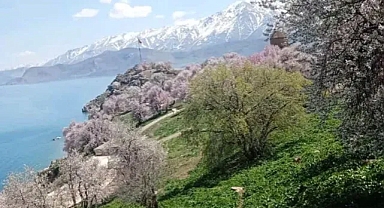 Akdamar Adası’nda badem ağaçları çiçek açtı