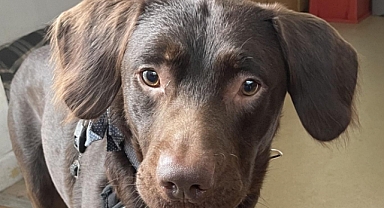 Alkol bağımlısı köpek iyileşme sürecine girdi