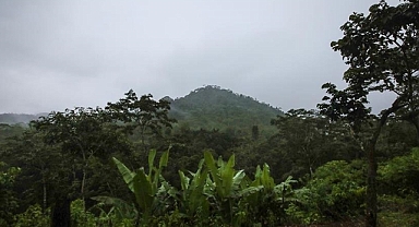  Amazon ormanları her yıl 15 milyondan fazla hastalık vakasını önlüyor