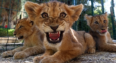 Ankara'daki hayvanat bahçesi yıkıldı