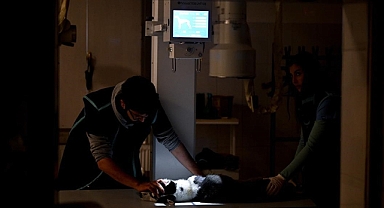 Ankara Üniversitesi Hayvan Hastanesinden depremzede hayvanlar için özel 