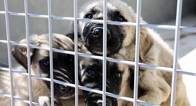 Antalya’da sokak hayvanları için yapılan barınak hizmet vermeye başladı