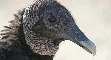 Araştırma: Balıklardan sonra akbabalar da plastik atıklarla beslenmeye başladı