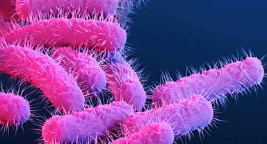 BAĞIRSAK MİKROBİYOM ÇEŞİTLİLİĞİ COVID-19 ENFEKSİYONUNDAN SONRA DEĞİŞTİ