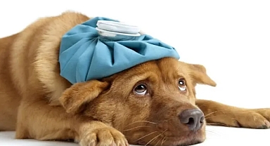 Bilim insanlarından köpek gribine karşı uyarı!