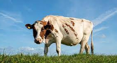 Bill Gates'ten bir başka komplo teorisi: 