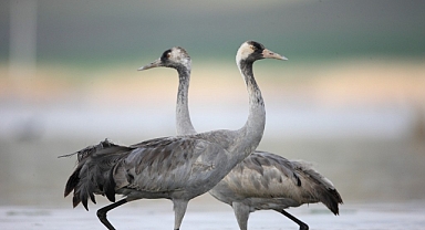 Birçok türküye konu olmuştu, Sivas’ta görüntülendi