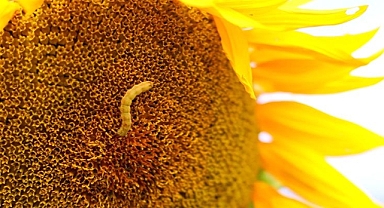 Bitkileri zararlılardan korumada yerli üretim atağı