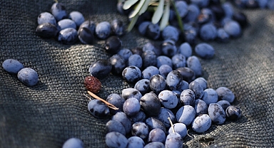 Bitkileri zararlılardan korumada yerli üretim atağı