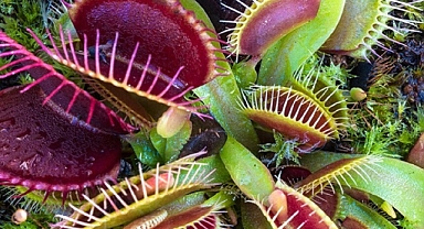 Botanik Bilimciler ; Bitkiler sağır ve dilsiz değiller 