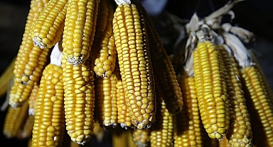 Buğday, mısır ve arpada gümrük vergileri yüzde 130 olarak belirlendi