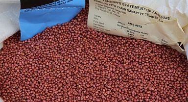 Bursa'da çiftçilere kuraklığa karşı iklim dostu sorgum otu tohumu dağıtıldı