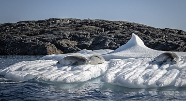 Canlı yaşamının koruyucusu Türk bilim insanları Antarktika'da kirliliğin izini sürüyor