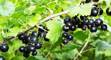 Chichester Üniversitesi uzmanları açıkladı: Düzenli tüketenler kalp krizi geçirmiyor