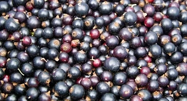 Chichester Üniversitesi uzmanları açıkladı: Düzenli tüketenler kalp krizi geçirmiyor