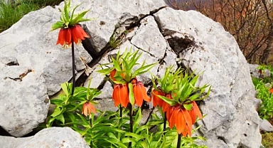 Çiçeği koparmanın cezası 244 bin 315 lira olarak açıklandı