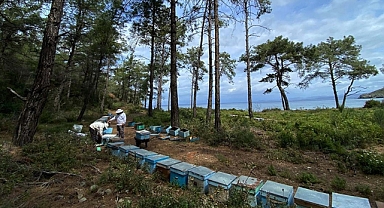 Çiçek balı arıcılarının hasat telaşı başladı