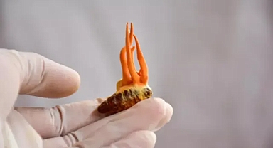 Çinliler binlerce yıldır şifa olarak kullanılıyor! İstanbul'da da görüldü, mesane kanserini tedavi ediyor