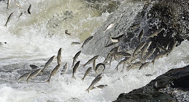 Cumhuriyetin 100. yılında 100 milyon yavru balık kaynaklara bırakılacak 