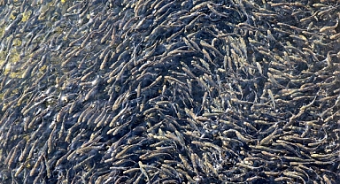 Cumhuriyetin 100. yılında 100 milyon yavru balık kaynaklara bırakılacak