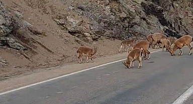 Dağ keçileri buzlanmayı önlemek için yola dökülen tuzları yedi 