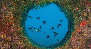 Denizlerde balık sayısı yapay yuvalarla artıyor