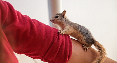 Doğal Yaşam Parkı'nın yeni maskotları 