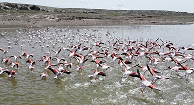 Flamingolar gölde görsel şölen oluşturdu