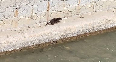 Gümüşhane'de nesli tükenmekte olan su samuru görüntülendi