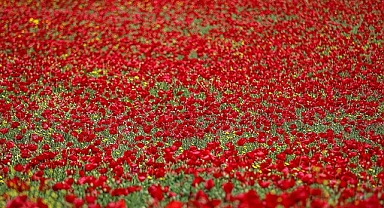 Hatay'da tarlalar gelinciklerle kaplandı