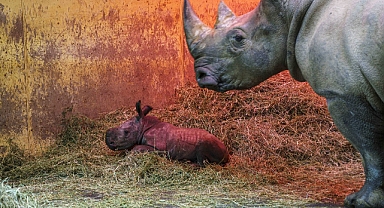 Hayvanat bahçesinde 44 yıl sonra doğan ilk gergedan