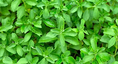 Hem Sağlıklı Hem Tatlı Olan Stevia Bitkisinin Saymakla Bitmeyecek Faydaları 