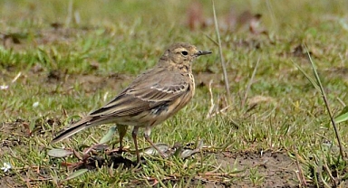 Hersek Lagünü'ndeki kuş türü sayısı 252'ye çıktı
