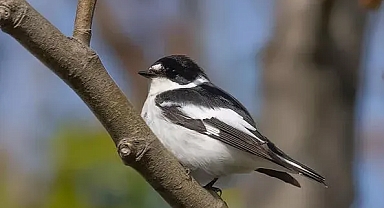 Hersek Lagünü'ndeki kuş türü sayısı 252'ye çıktı HAYVANLAR - ÇEVRE