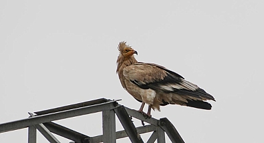 Iğdır'da göçten dönen küçük akbabalar görüntülendi