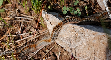 İklim değişikliği çam kese böceklerinin ortaya çıkış zamanını öne çekiyor 