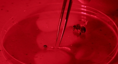 İklim değişikliğinin etkisiyle çiçeksiz kalan arılar için 