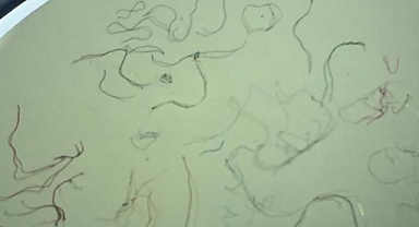 İzmit Körfezi'ndeki her 10 balıktan 4'ünde mikroplastik tespit edildi