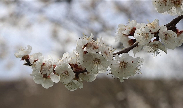 Kağızman kayısısı ağaçları çiçek açtı