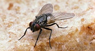 Kara sinekleri saniyesinde uzaklaştıran ilginç yöntem