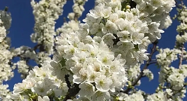 Kiraz bahçeleri muhteşem manzarayı ortaya çıkardı