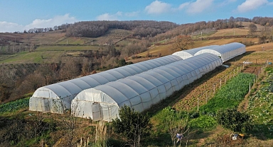 Kocaeli'de belediyenin kurduğu modern seralardaki verim üreticiyi sevindirdi 