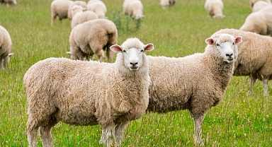 KURBAN BAYRAMI 2023 NE ZAMAN? Kurban Bayramı tatili kaç gün olacak, hangi tarihlere denk geliyor?