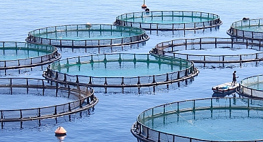 Küresel ısınma kültür balıkçılığında enfeksiyon kaynaklı ölümleri artırıyor 