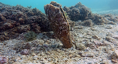 Marmara'da deniz suyunu temizleyen pinalarla ilgili farkındalık projesi başlatıldı