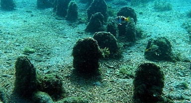 Marmara'da deniz suyunu temizleyen pinalarla ilgili farkındalık projesi başlatıldı