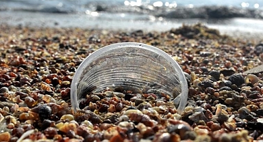 Mikroplastiklerin içerdiği zararlı maddeler kanser nedeni olabilir