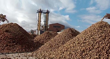 Muş'ta bu yıl şeker pancarı üretiminde 