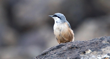 Nadir türlerden kaya sıvacı kuşu görüntülendi