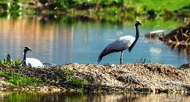 Nesli tükenme tehlikesinde olan telli turnalar Amasya'da görüntülendi